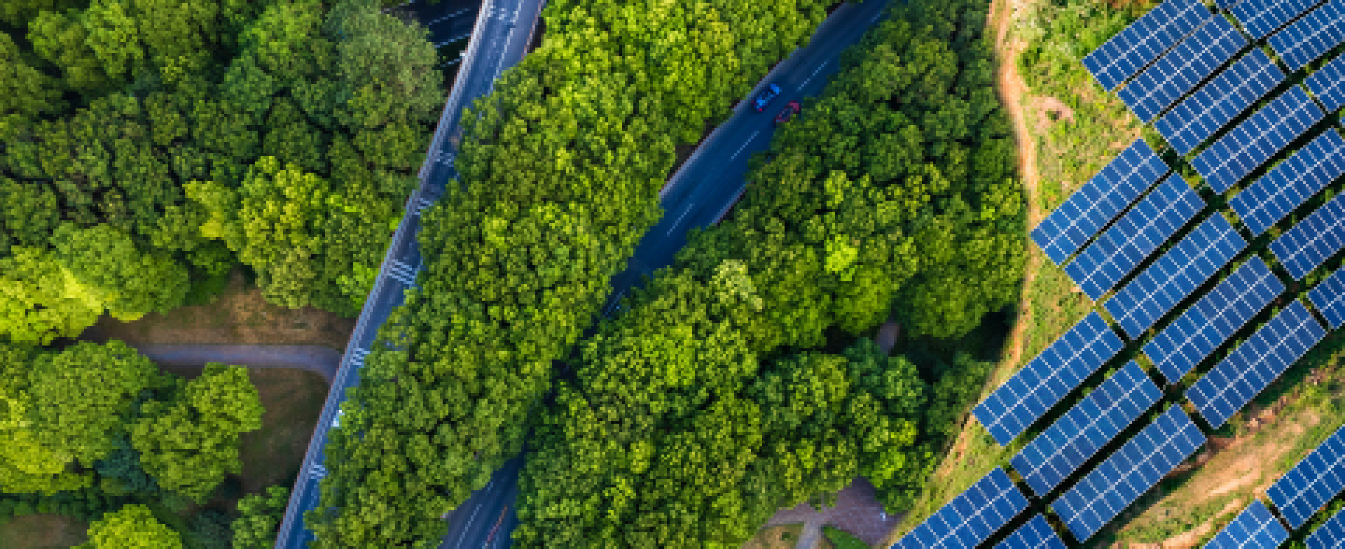 Trees and solar panels